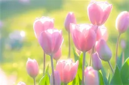 陕西_投档线_2019