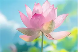 2024年历史类一分一档表（总分=总成绩+全国性加分和地方性加分的最高分）