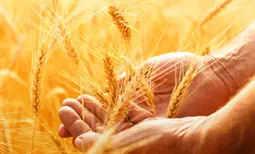 安徽_招生计划_2018