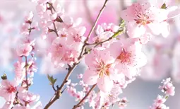 工作推进会主持词开头范本